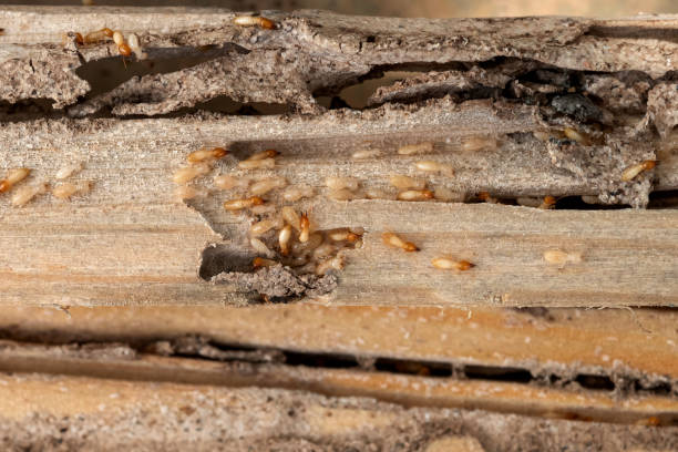 Best Wildlife Control Services  in Deshler, OH
